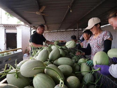 免费的瓜去哪吃,揭秘各大瓜分胜地